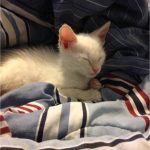Meet Mr. Meow 