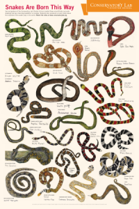 SnakePoster_Final_1-300x450