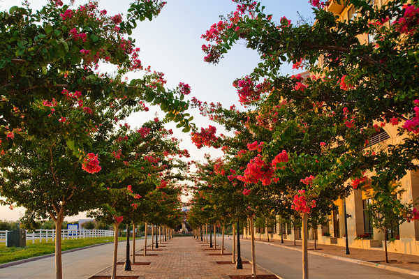 crape myrtels