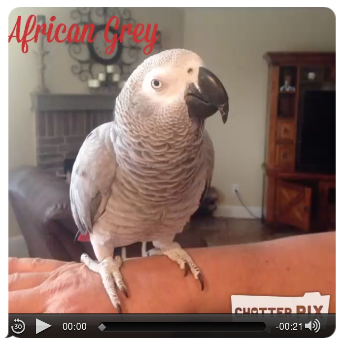 African Grey Chatter Pix